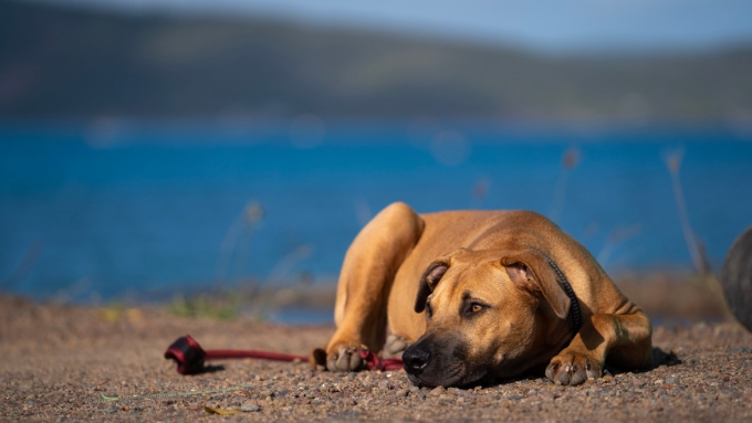 Remote animal charity celebrates major milestone | Containers for Change Queensland