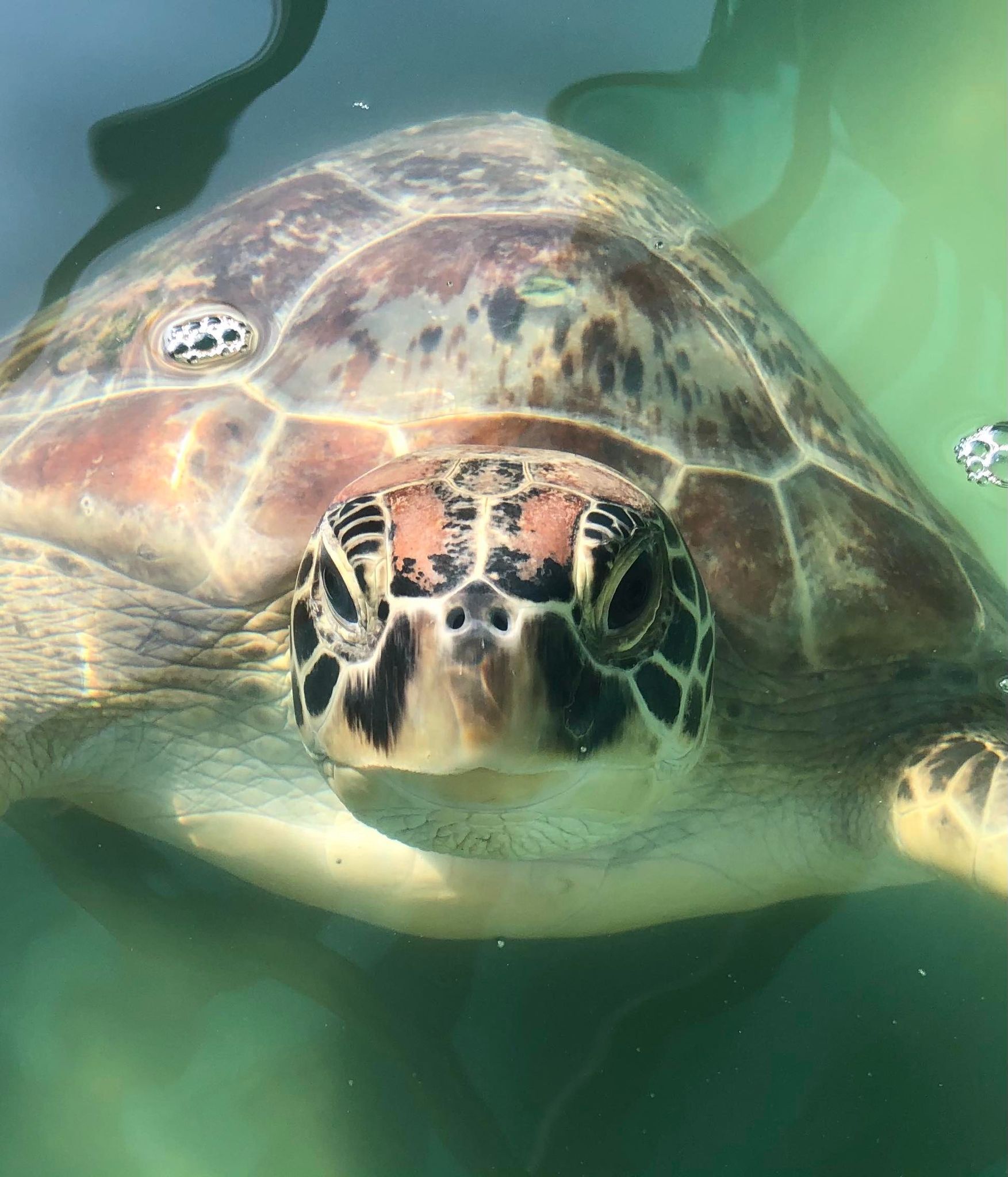Your Containers Can Help Save Endangered Sea Turtles | Containers for Change Queensland