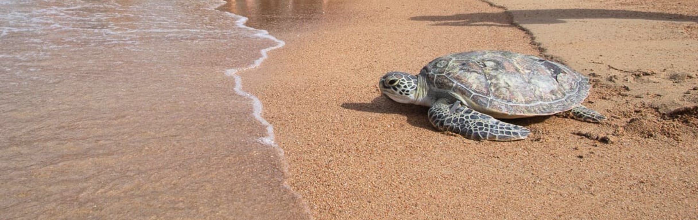 Your Containers Can Help Save Endangered Sea Turtles | Containers for Change Queensland