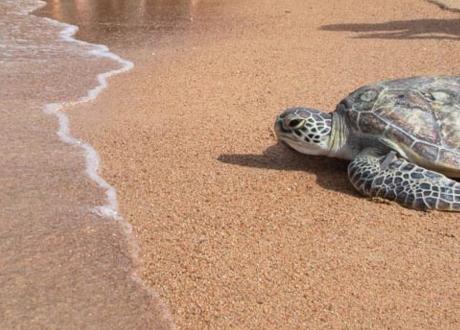 Your Containers Can Help Save Endangered Sea Turtles | Containers for Change Queensland